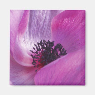 Lila Petals Magnet