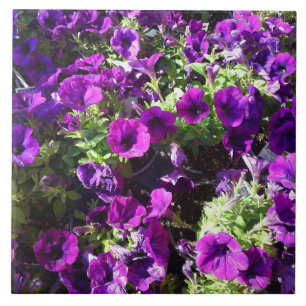 Lila Petunia Blume Tile Fliese