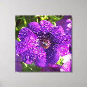 Lila Petunia in einer Regenduschkanone drucken Leinwanddruck