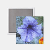 Lila Petunia Magnet (Vorderseite/Rückseite)