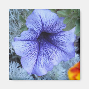 Lila Petunia Magnet