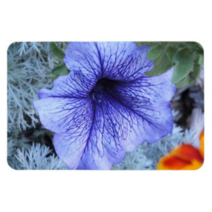 Lila Petunia Magnet