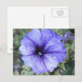 Lila Petunia Postcad Postkarte (Vorne/Hinten)
