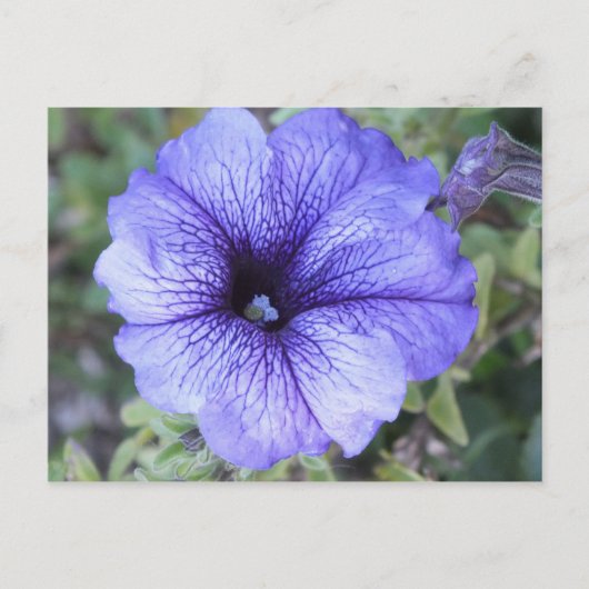 Lila Petunia Postcad Postkarte (Vorderseite)
