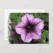 Lila Petunia Postkarte (Vorne/Hinten)