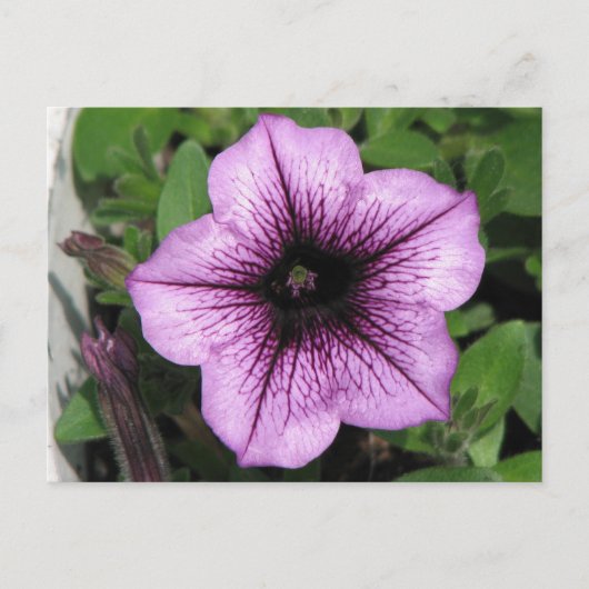 Lila Petunia Postkarte (Vorderseite)