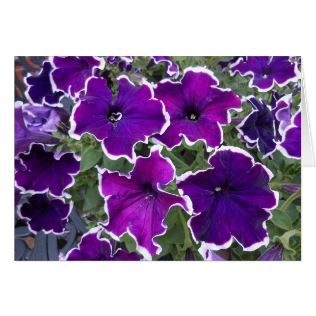 Lila Petunias (Vorderseite (Horizontal))