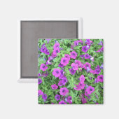 Lila Petunias Magnet (Vorderseite/Rückseite)