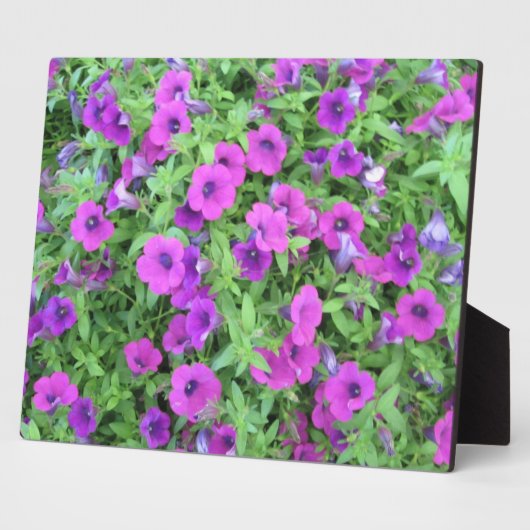 Lila Petunias Plaque Fotoplatte (Seite)