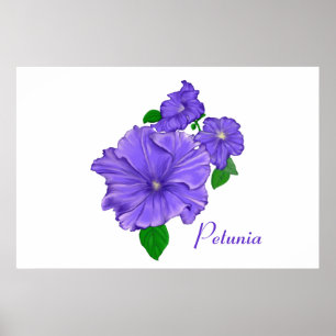 Lila Petunias Poster