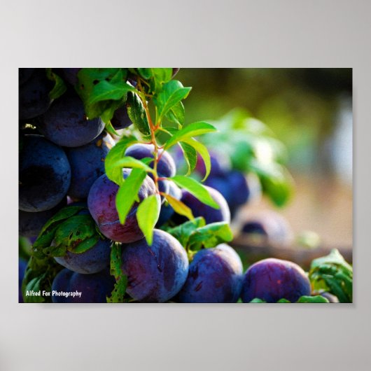 Lila Pflaumen am Baum Poster (Vorne)