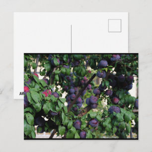 Lila Pflaumen zwischen den Blättern eingebettet Postkarte
