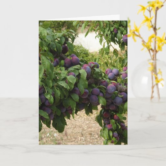 Lila Pflaumenbaum Karte (Gelbe Blume)