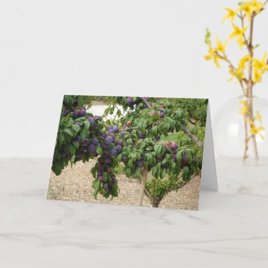 Lila Pflaumenbaum Karte (Gelbe Blume)