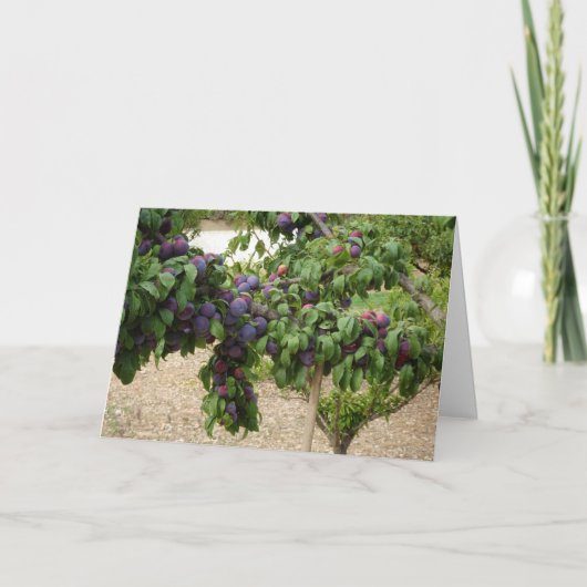Lila Pflaumenbaum Karte (Vorderseite)