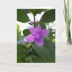 Lila Philippinische Violette Karte