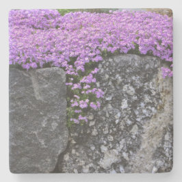 Lila Phlox auf Steinen Steinuntersetzer
