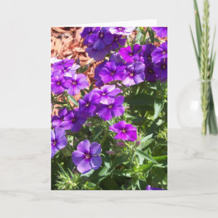 Lila Phlox-Blume auf einer leeren Grußkarte Karte
