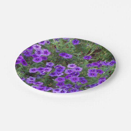 Lila Phlox-Blume auf einer Pappteller (Schrägansicht)