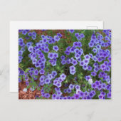 Lila Phlox-Blume auf einer Postkarte (Vorne/Hinten)
