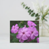 Lila Phlox-Blume Postkarte (Stehend Vorderseite)