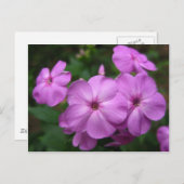 Lila Phlox-Blume Postkarte (Vorne/Hinten)
