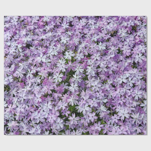 Lila Phlox-Garten Geschenkpapier (Flach)