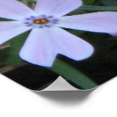 Lila Phlox Poster (Ecke)