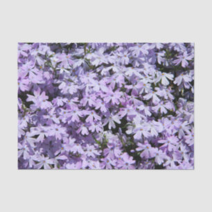 Lila Phlox-Testpapier Seidenpapier