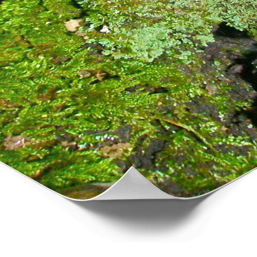 Lila Pilz auf Mossy Log Poster (Ecke)