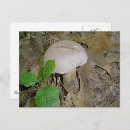 Lila Pilzpostkarte Postkarte (Vorne/Hinten)