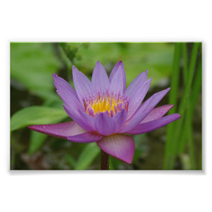 Lila Pink Water Lily Blume Fotodruck