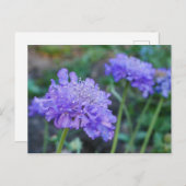 Lila Pinsel-Blume Postkarte (Vorne/Hinten)