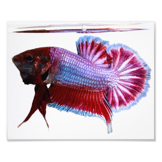Lila Plakat Betta Fish Fotodruck (Vorne)