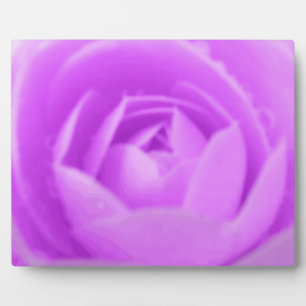 Lila Plaque Fotoplatte