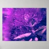 Lila Pohutukawa Tree Poster (Vorne)