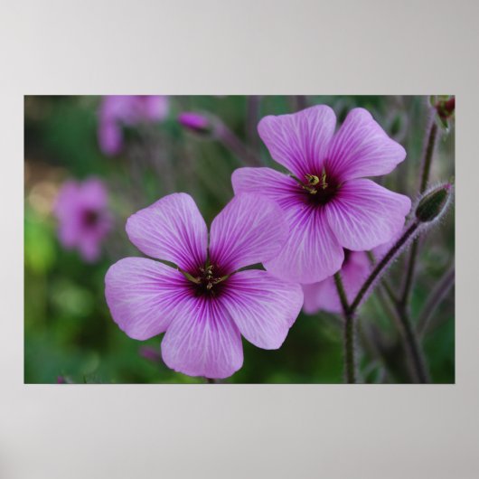 Lila Poppies Poster (Vorne)