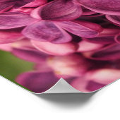 Lila Poster (Ecke)