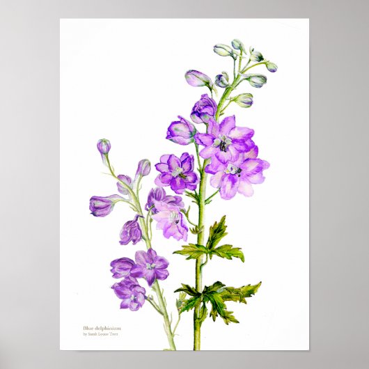 Lila Poster der botanischen Kunst des Delphinium (Vorne)