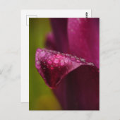 Lila Postkarte (Vorne/Hinten)