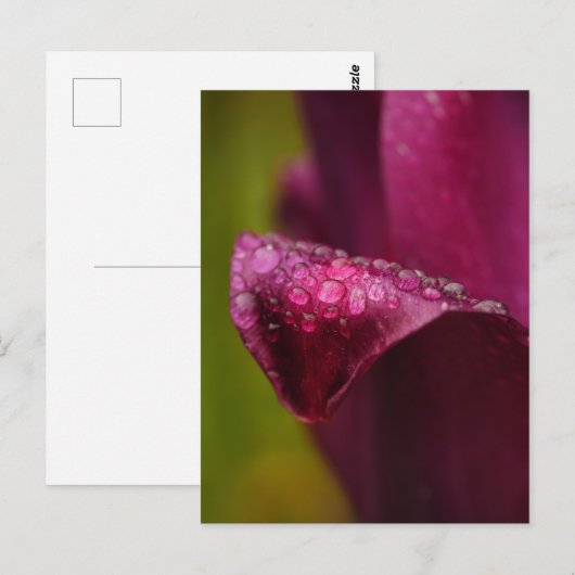 Lila Postkarte (Vorne/Hinten)