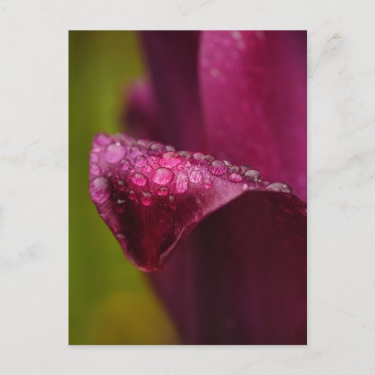 Lila Postkarte (Vorderseite)