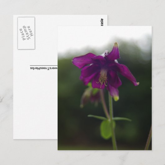 Lila Postkarte (Vorne/Hinten)