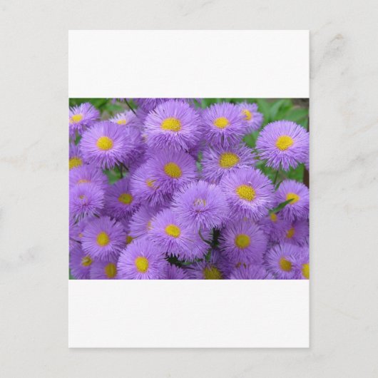 Lila Postkarte (Vorderseite)