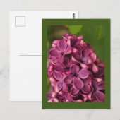 Lila Postkarte (Vorne/Hinten)