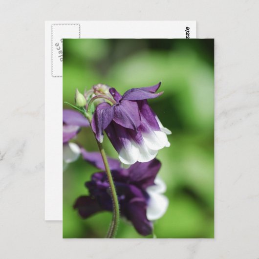 Lila Postkarte (Vorne/Hinten)