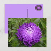 Lila Postkarte - MS JOH 2011 (Vorne/Hinten)
