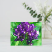 Lila Prairie Alfalfa Postkarte (Stehend Vorderseite)