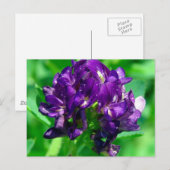 Lila Prairie Alfalfa Postkarte (Vorne/Hinten)