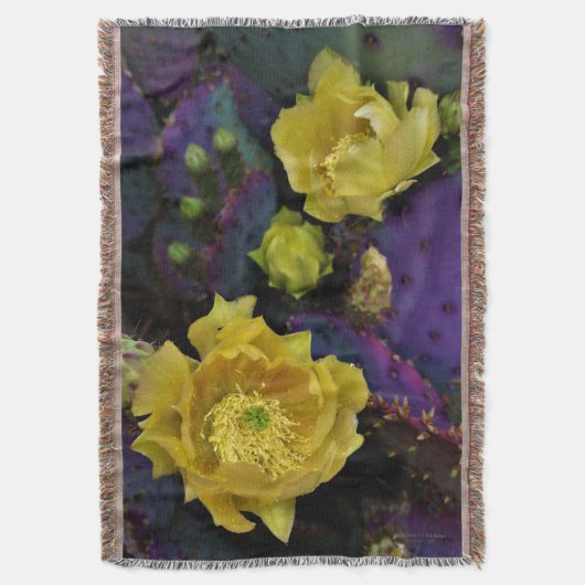 Lila Prickly Birne Opuntia Kaktus Gelbe Blüten Decke (Vorderseite Vertikal)